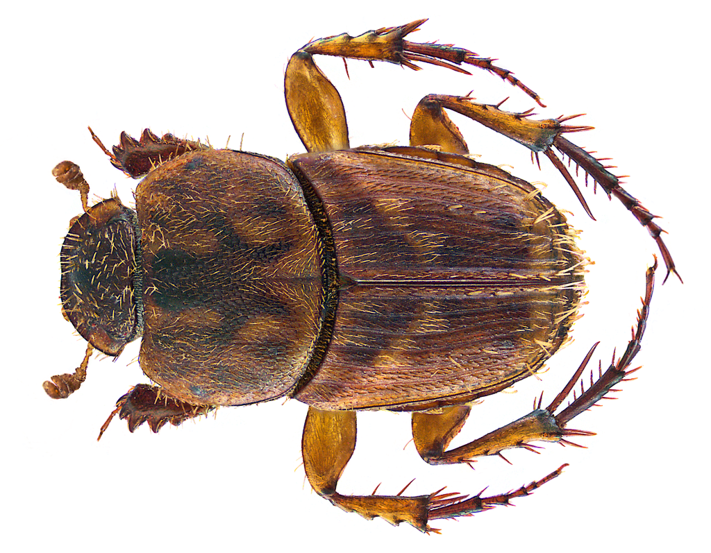 Tiniocellus