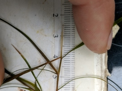 Potamogeton strictifolius