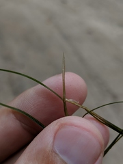 Potamogeton strictifolius