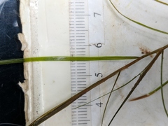 Potamogeton strictifolius