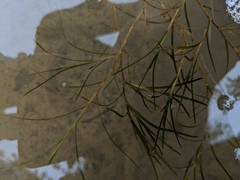 Potamogeton strictifolius