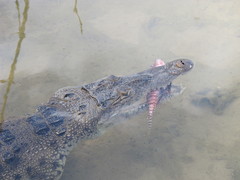 American Crocodile