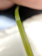 Potamogeton strictifolius