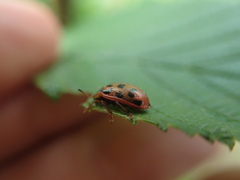 Chrysomela mainensis