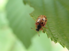 Chrysomela mainensis