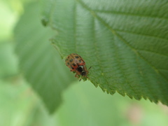 Chrysomela mainensis