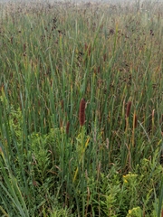 Typha × glauca