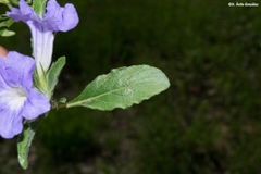 Ruellia spissa