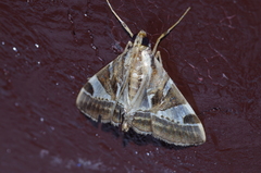 Agrioglypta fulguralis