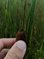 Typha × glauca