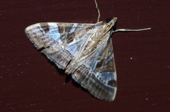 Agrioglypta fulguralis