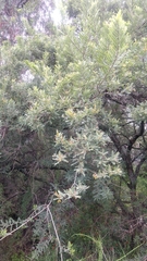 Eysenhardtia polystachya