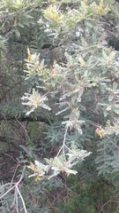 Eysenhardtia polystachya