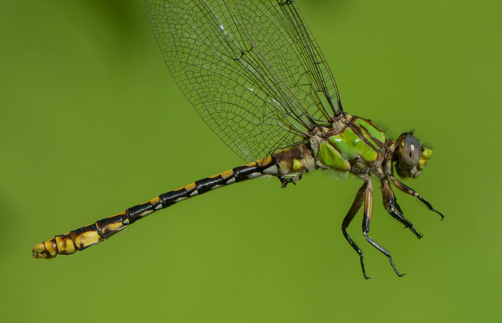 Appalachian Snaketail