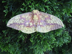 Eacles imperialis pini