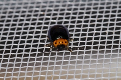 Morphosphaera caerulea