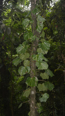 Begonia convolvulacea