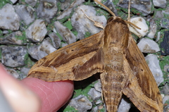 Hippotion velox