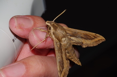 Hippotion velox