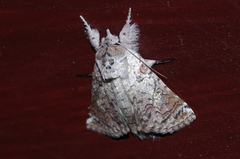 Macrobarasa xantholopha