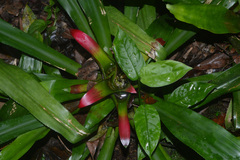 Nidularium innocentii