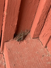 Eremopedes ephippiata