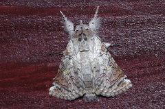 Macrobarasa xantholopha