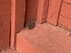 Eremopedes ephippiata