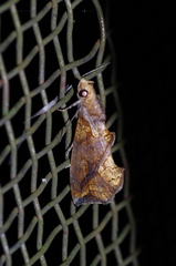 Plusiodonta coelonota