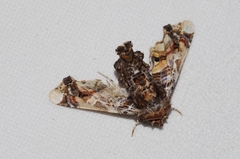 Eutelia adulatricoides