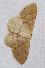 Idaea sakuraii