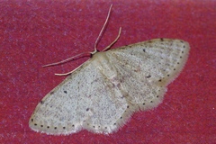 Idaea sakuraii