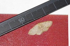 Idaea sakuraii
