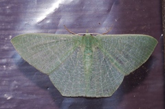 Thalassodes intaminata