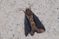 Ercheia dubia
