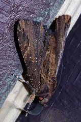 Ercheia dubia