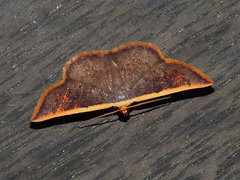 Picromorpha pyrrhopa