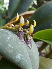 Acianthera