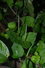 Peperomia urocarpa