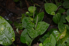 Peperomia urocarpa