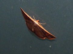 Picromorpha pyrrhopa