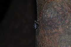 Bocchoris inspersalis