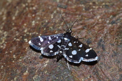 Bocchoris inspersalis