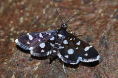 Bocchoris inspersalis