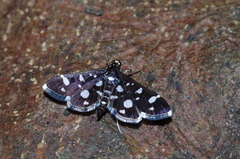 Bocchoris inspersalis