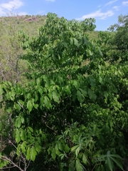 Handroanthus impetiginosus