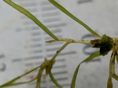 Potamogeton spirillus