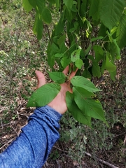 Handroanthus impetiginosus