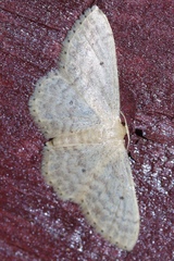 Idaea neovalida