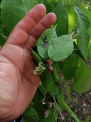 Handroanthus impetiginosus